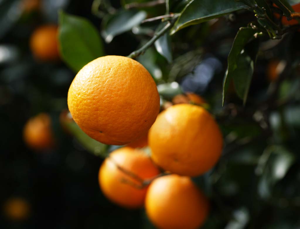 Один апельсин в день защитит от рака